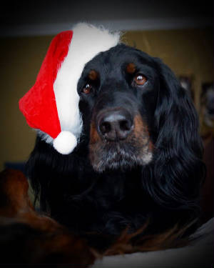 willowchristmas1.jpg